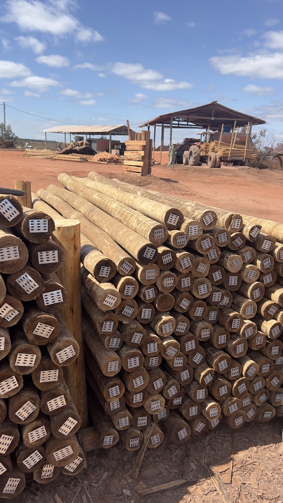 Distribuidora de eucalipto tratado em são paulo