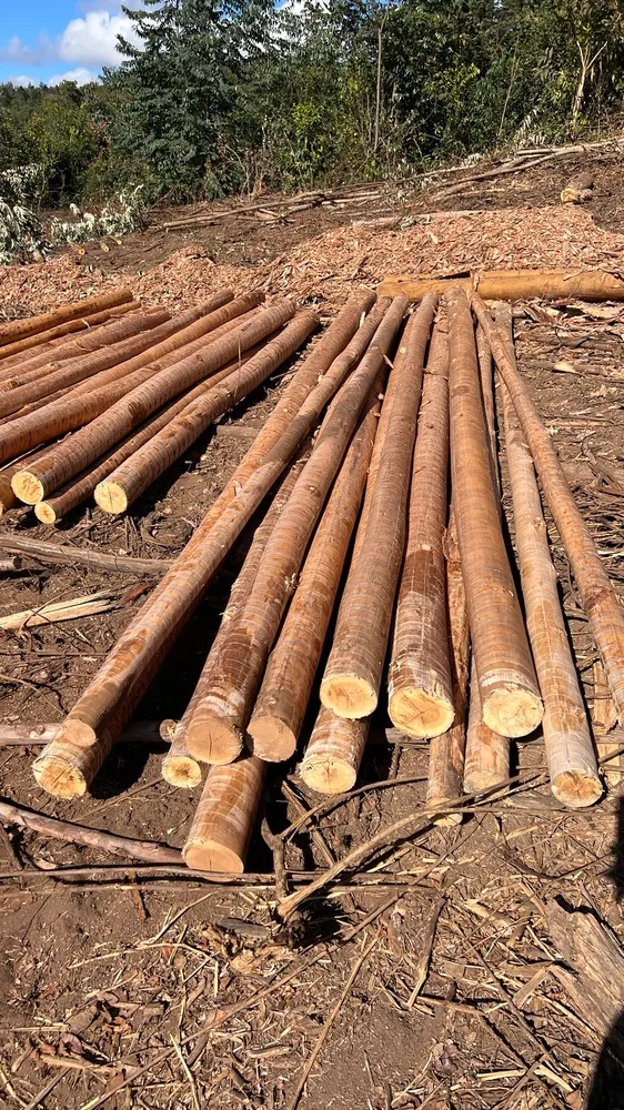 Estacas de eucalipto tratado em goiânia