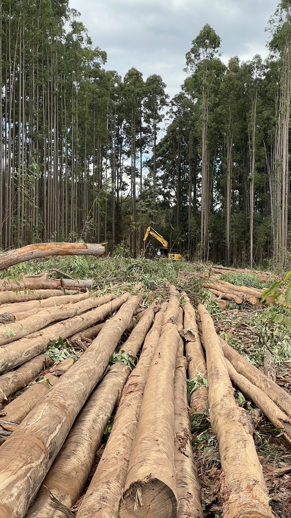 Estacas de eucalipto tratado em são paulo