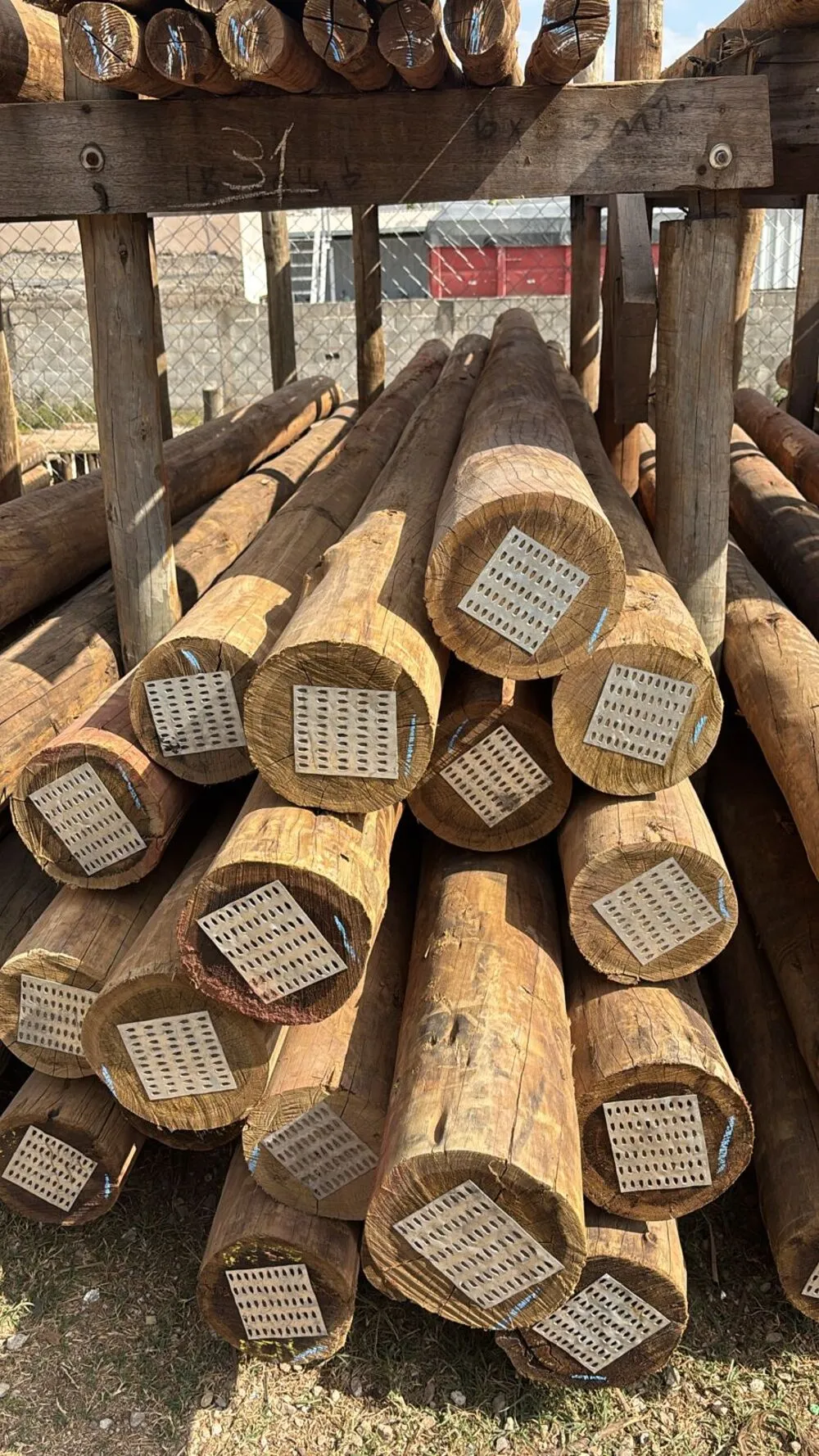 Eucalipto tratado direto da fábrica