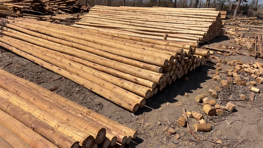 Eucalipto tratado direto da fábrica em goiânia