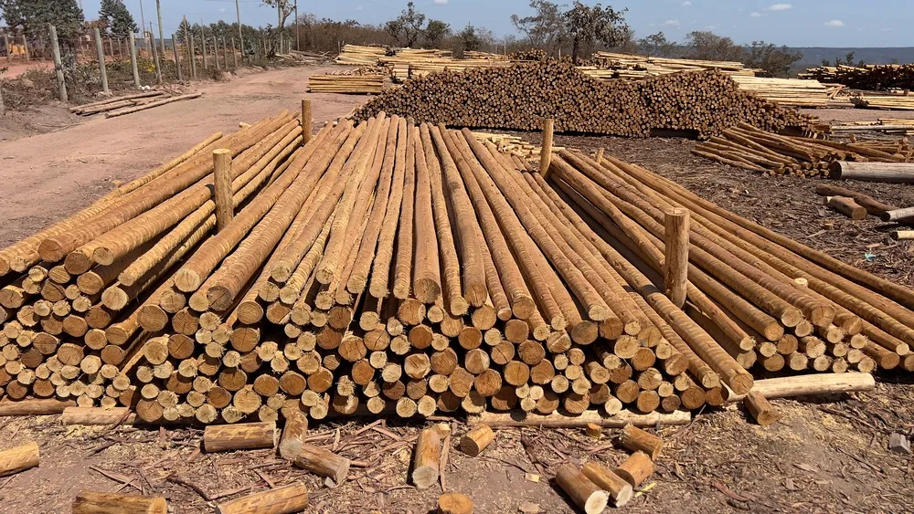 Eucalipto tratado direto da fábrica em são paulo