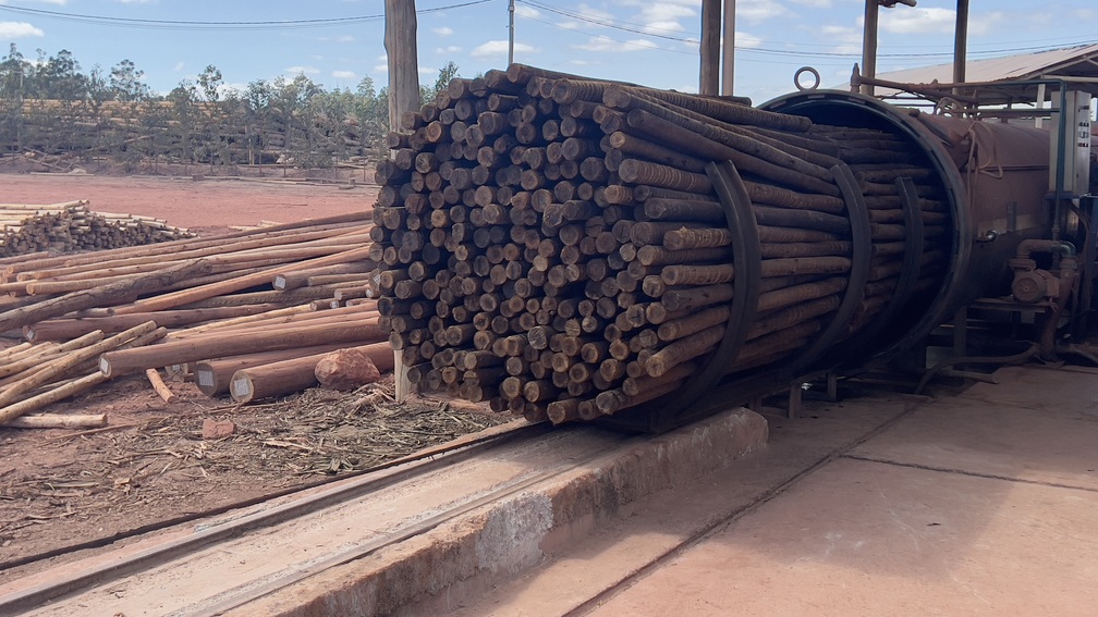 Eucalipto Tratado em Tocantins