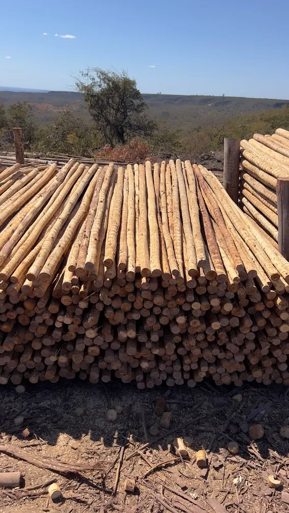 Eucalipto Tratado No Mato Grosso