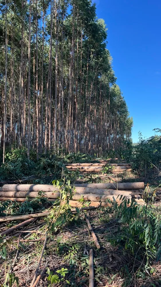 Eucalipto Tratado para Telhado em Fortaleza