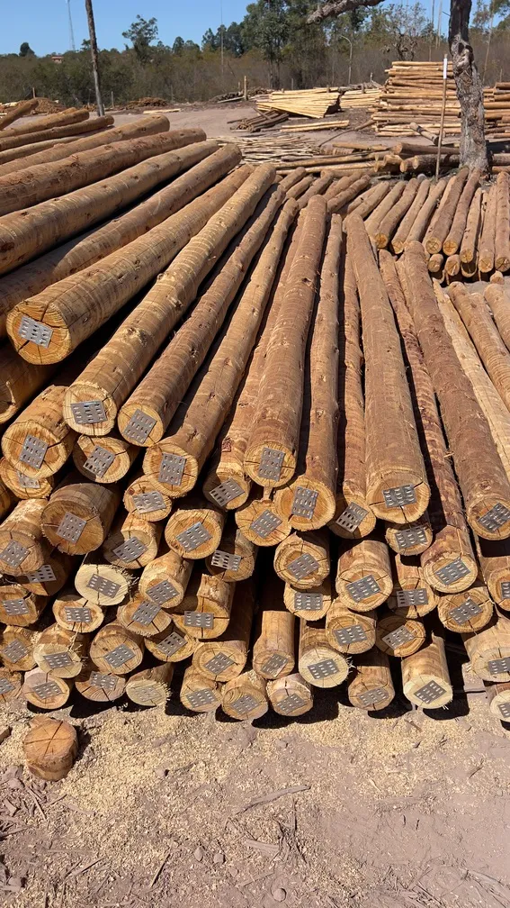 Eucalipto Tratado para Telhado No Ceará
