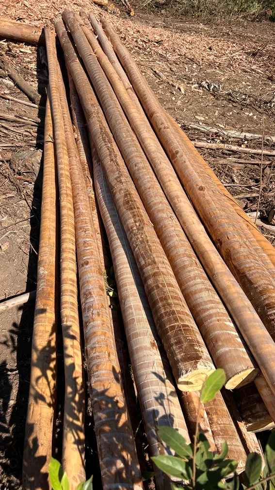 Fábrica de eucalipto tratado