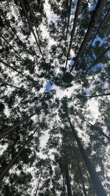 Fábrica de eucalipto tratado em são paulo