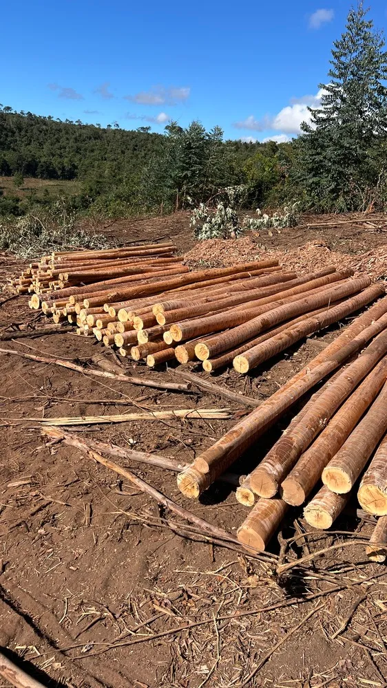 Fornecedores de madeira em minas gerais
