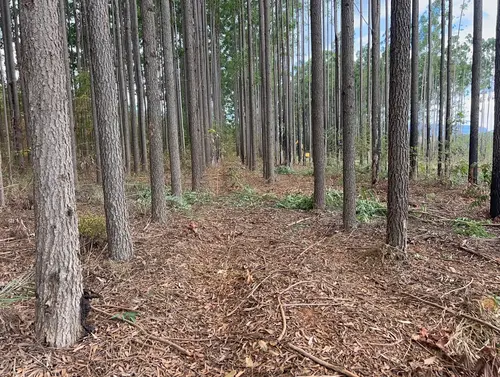 Fornecedores de madeira em pernambuco
