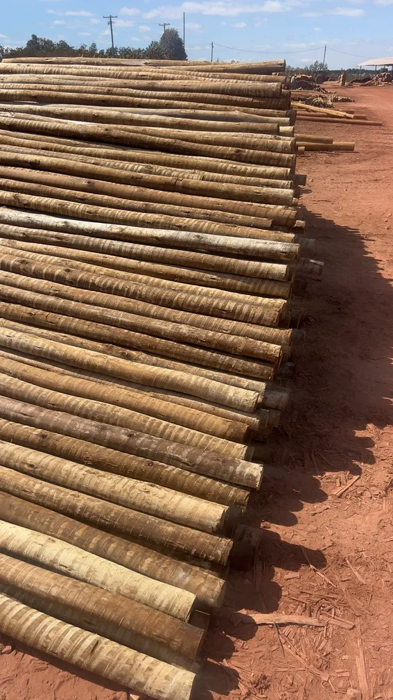 Onde comprar eucalipto tratado em belo horizonte