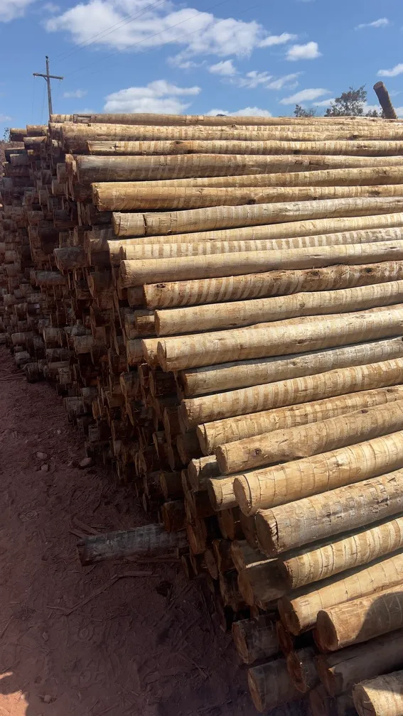 Onde comprar eucalipto tratado são paulo