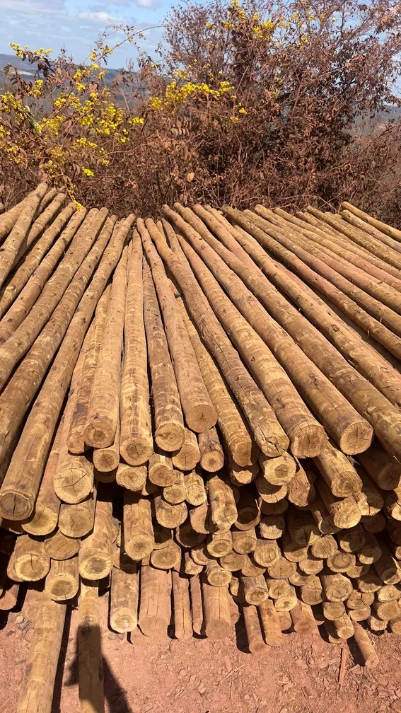 Usina de eucalipto tratado em goiás